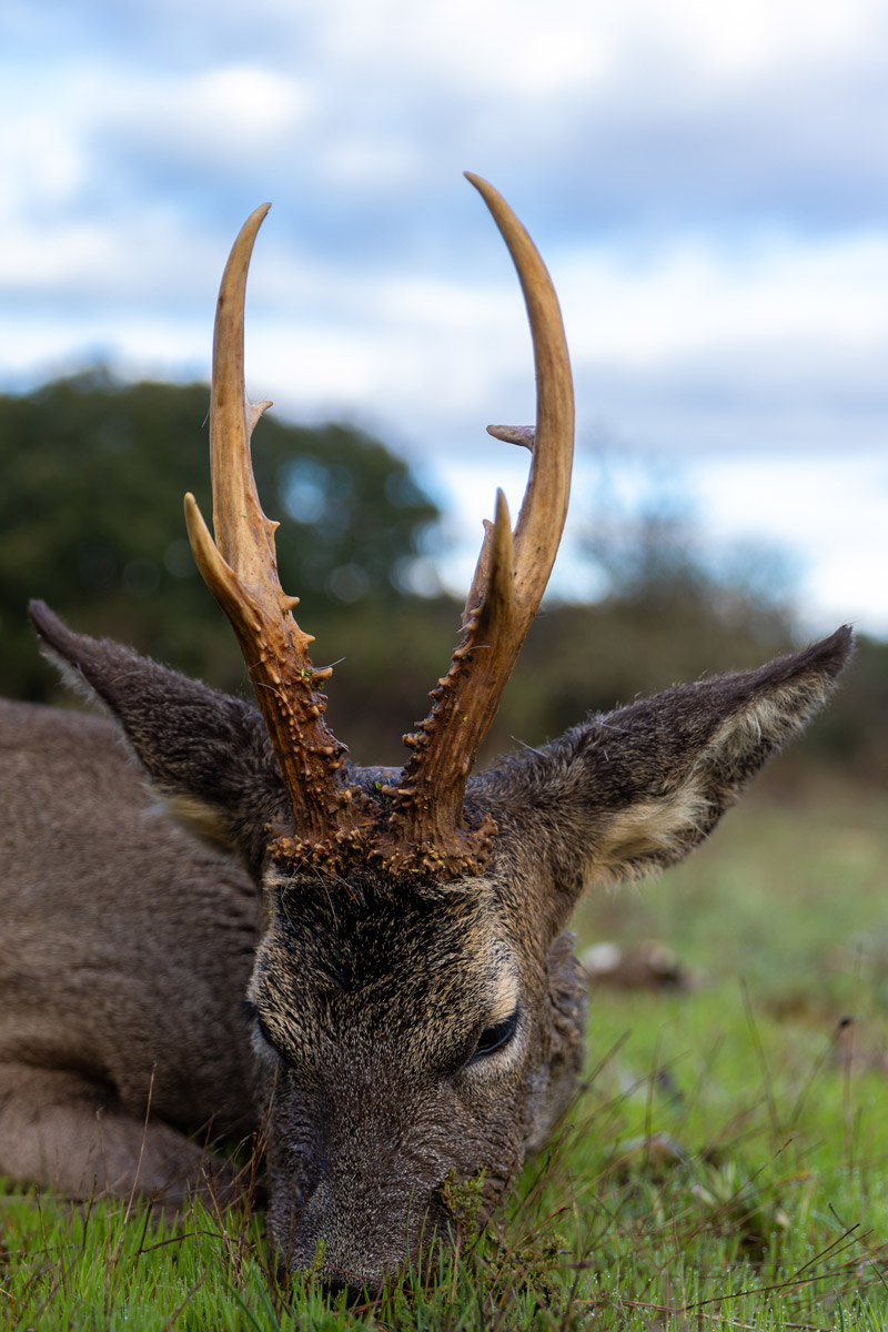 hunt gold medal roe deer in spain