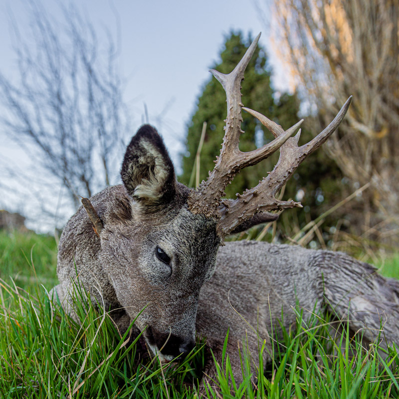 roe buck hunt in spain